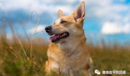 狼狗最新爆料图片高清,神秘生物真实面貌首次曝光