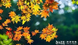 枫丹植物爆料最新消息,神秘植物家族即将亮相，探索未知生态奇观