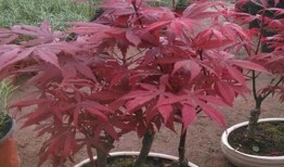枫丹植物爆料最新消息,神秘植物家族即将亮相，探索未知生态奇观