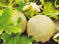 兰州最新瓜爆料,揭秘最新瓜种背后的故事