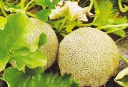 兰州最新瓜爆料,揭秘最新瓜种背后的故事
