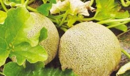 兰州最新瓜爆料,揭秘最新瓜种背后的故事