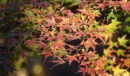 枫丹植物爆料最新消息,神秘植物家族即将亮相，探索未知生态奇观